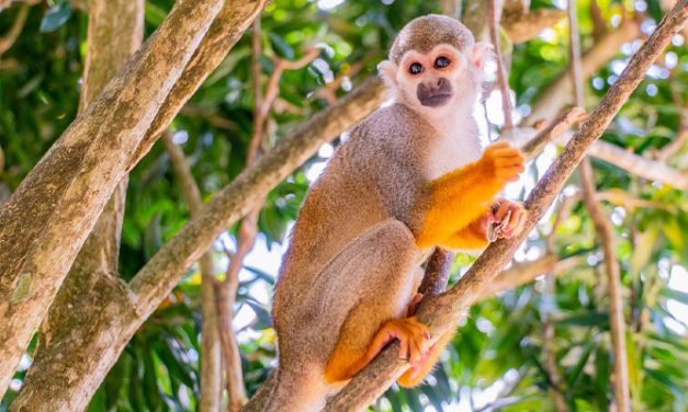 Monkeyland – Adventure / Nature Park<BR>Punta Cana, Dominican Republic