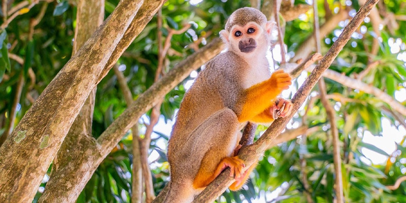 dominican republic monkey excursion