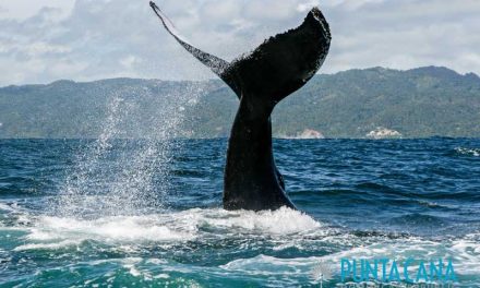 Whale Watching in Samana – One of the Best DayTrips from Punta Cana – A Magical Experience