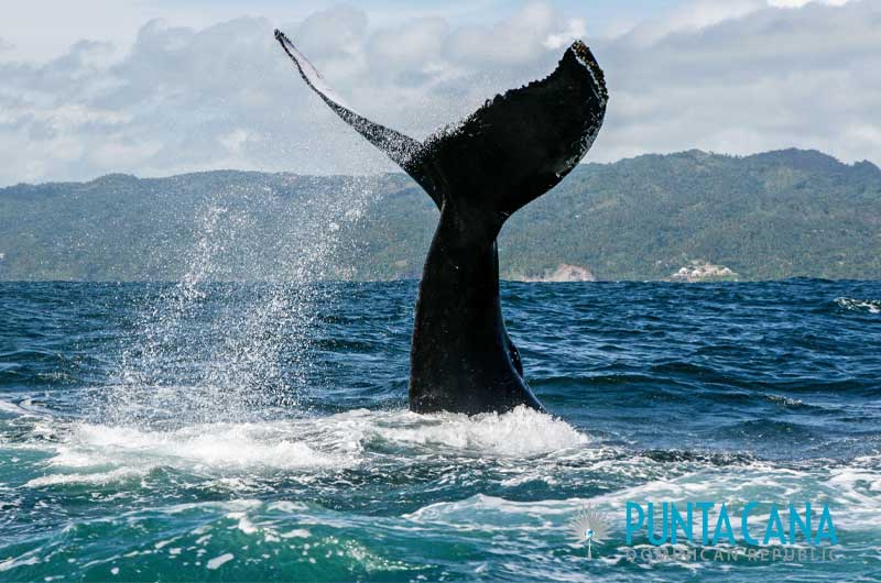 Whale watching tours from Punta Cana, Dominican Republic